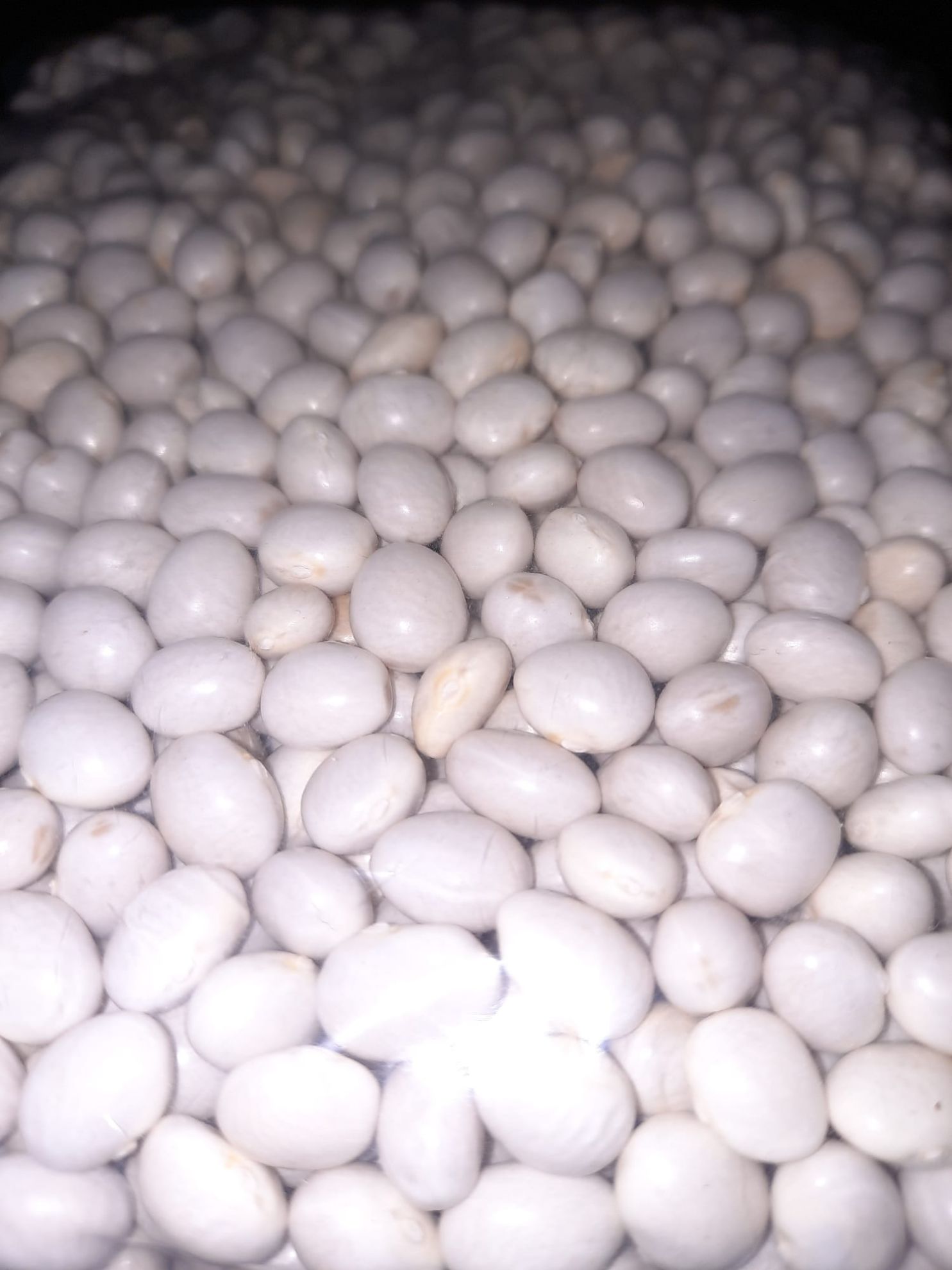 Şeker Fasülye 1 kg 